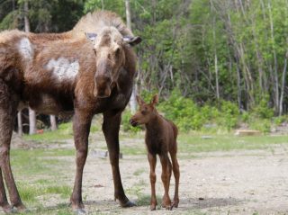 Mama and baby elk