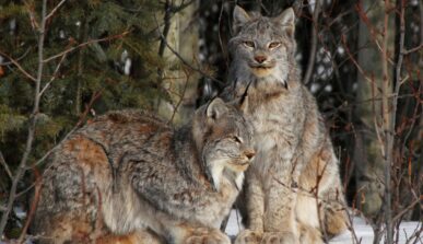 Bobcats in snow