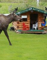 Elk walking in front of cabin