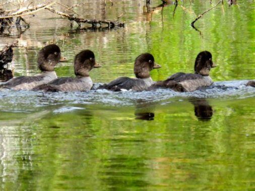 Ducks swimming in a row